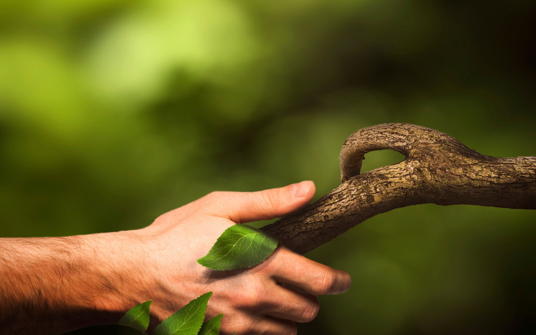 il social media management al servizio del mondo vegano